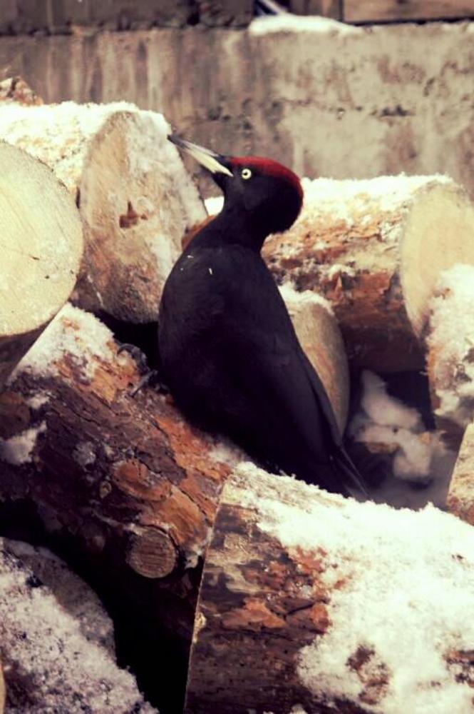 Морозное утро