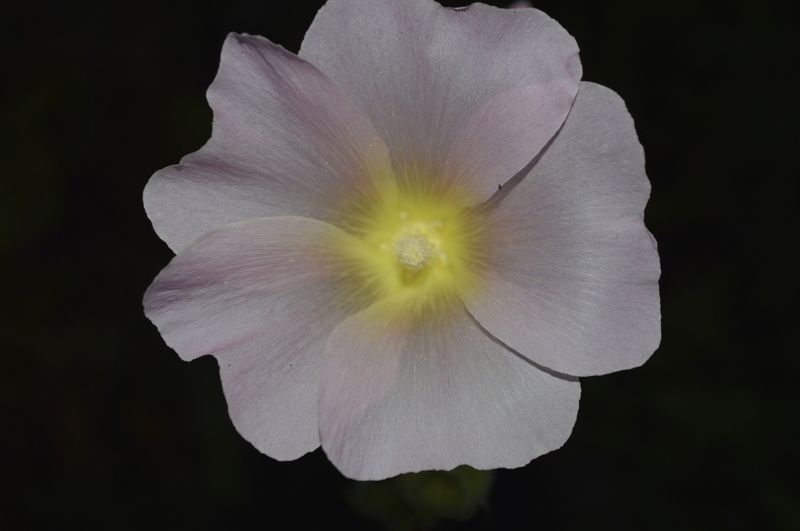 алевтина, Russia