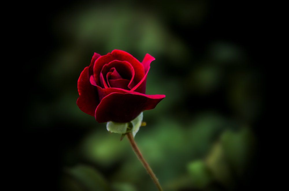 Rose in black and green background