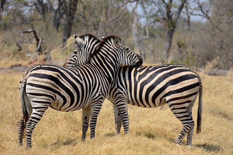 Анатолий Берман, Israel