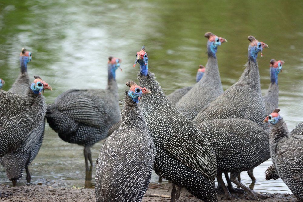 И что вы думаете по этому поводу ...сэр ?
