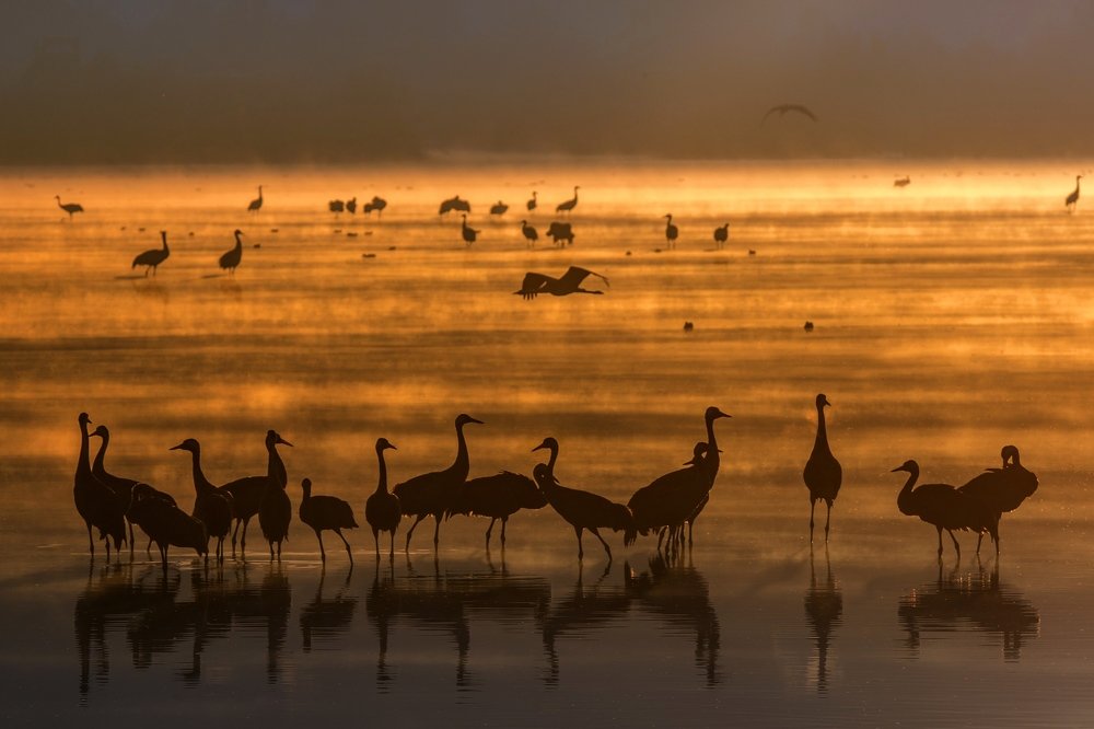 Журавушки в золотом тумане...