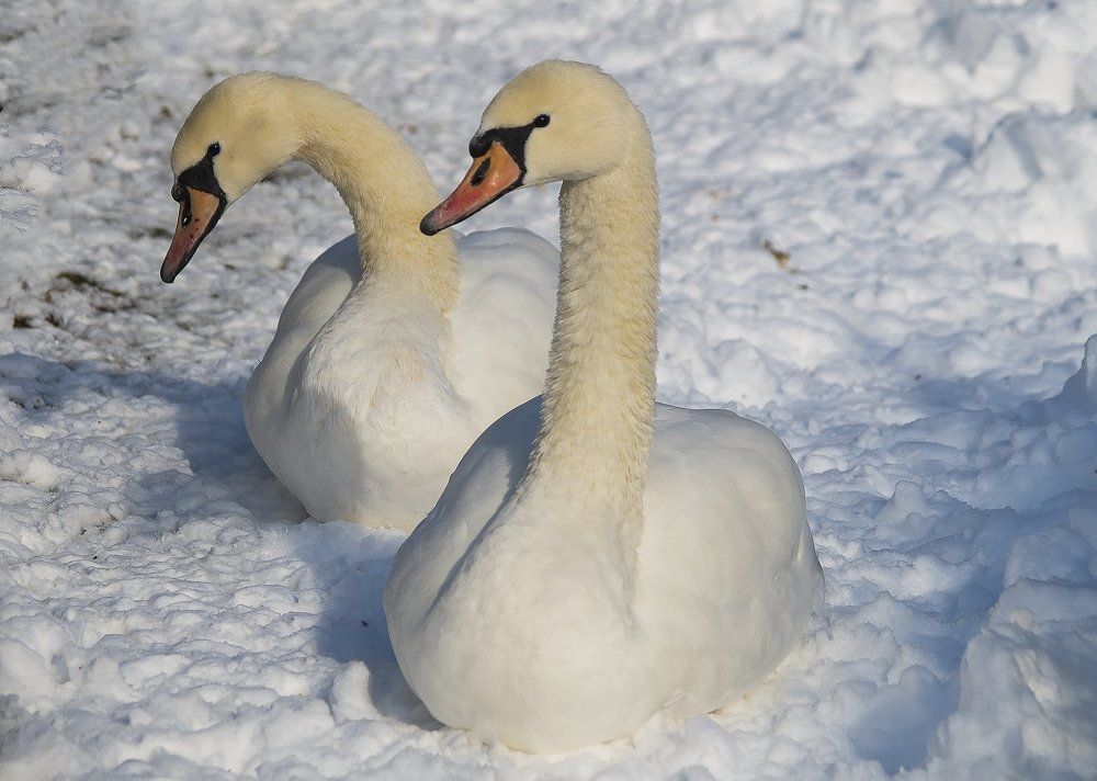 Белые лебеди на первом снегу