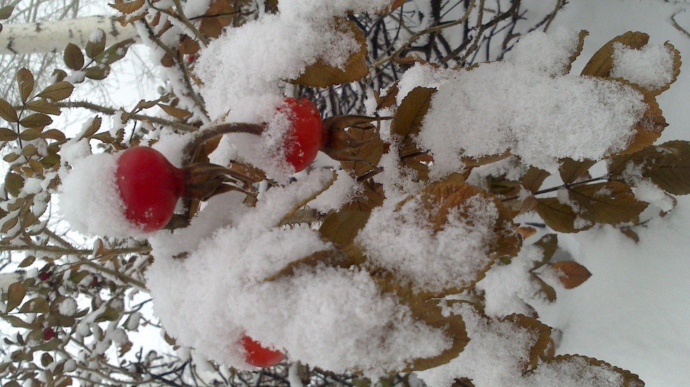 Фотография автора Диана