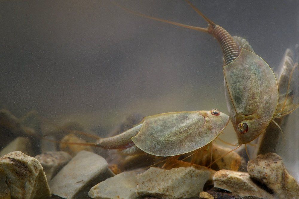 на самом дне лужи