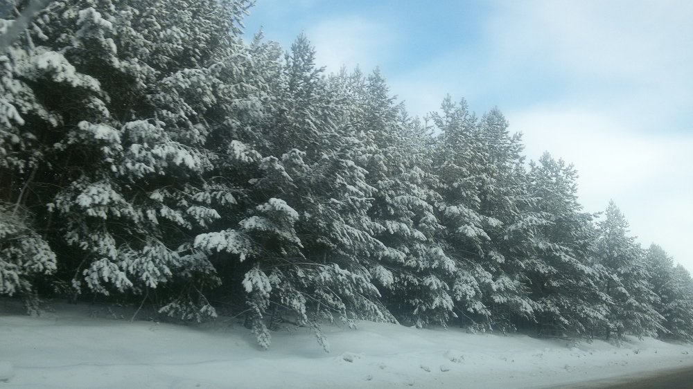 Елочки-красавицы