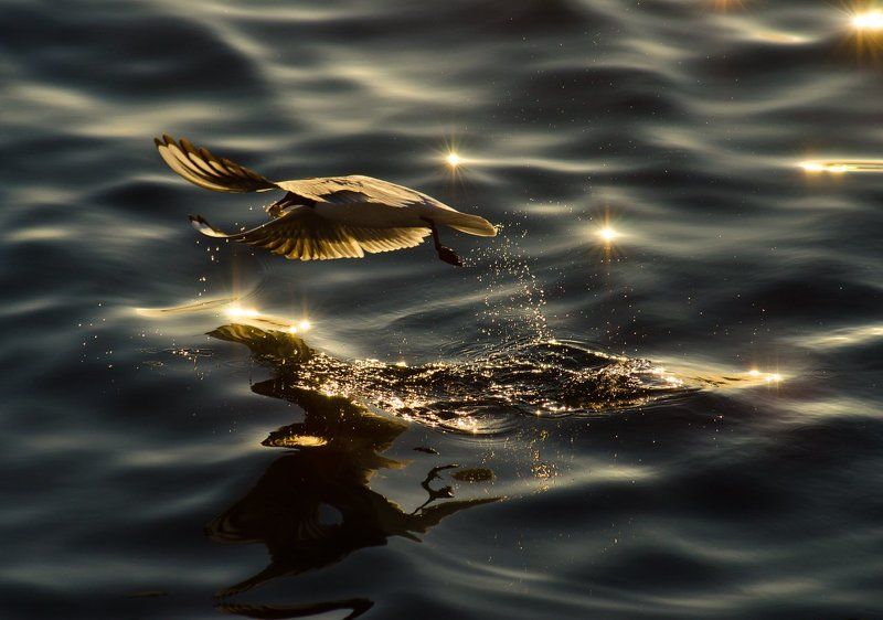 Егор Терентьев, Russia