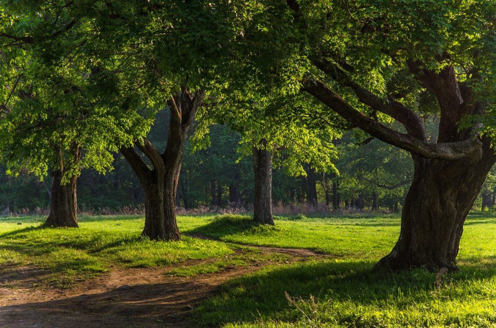 Сказочный лес