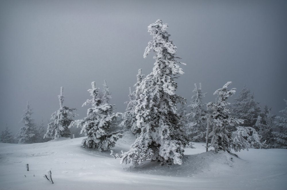 Ёжикотуманная