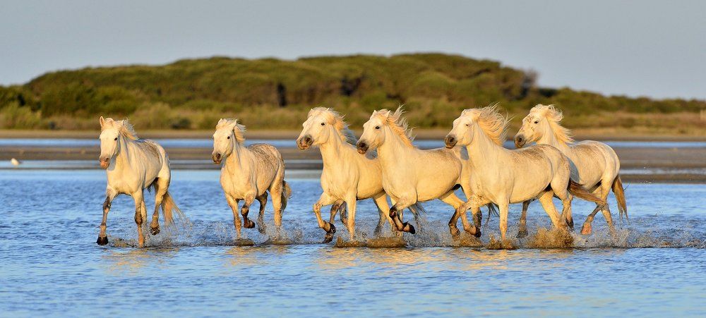 Скакуны Камарг