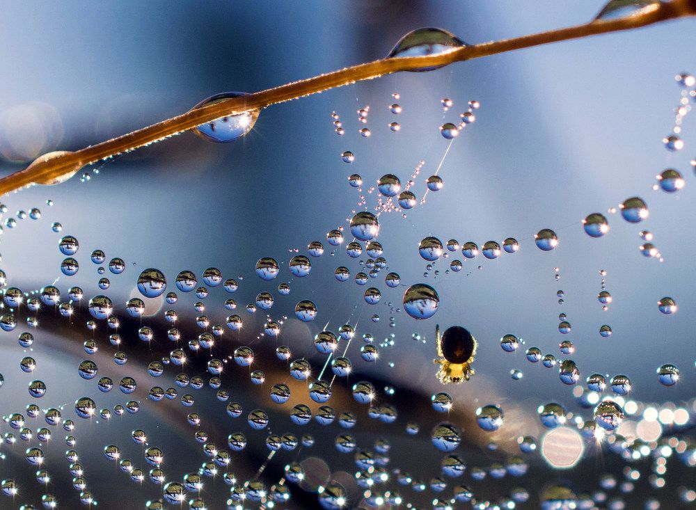 росинки от слова Россия