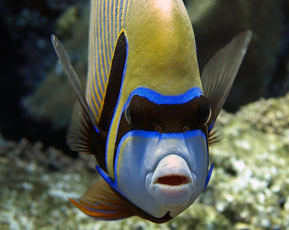 Дежурный Ангел мне явился вновь