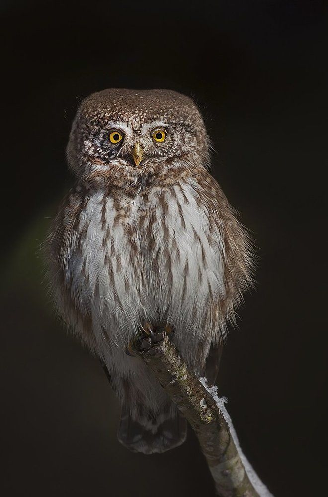 В ожидании ночи