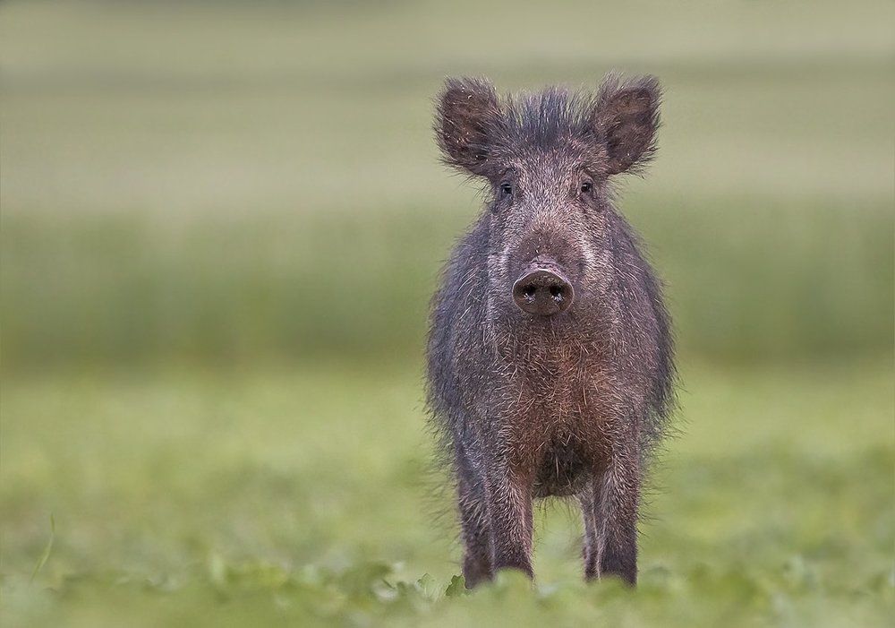 Разгильдяй