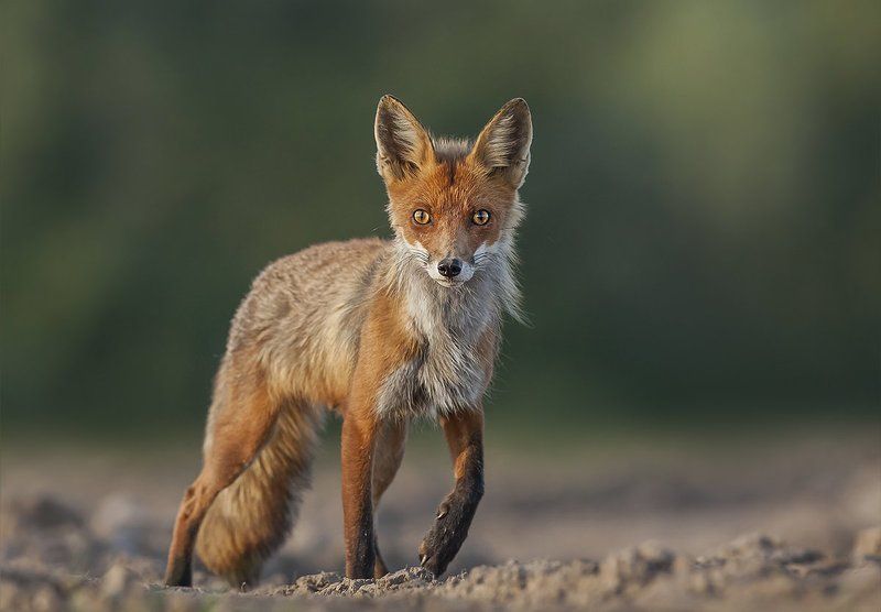 Darius Babelis, Lithuania