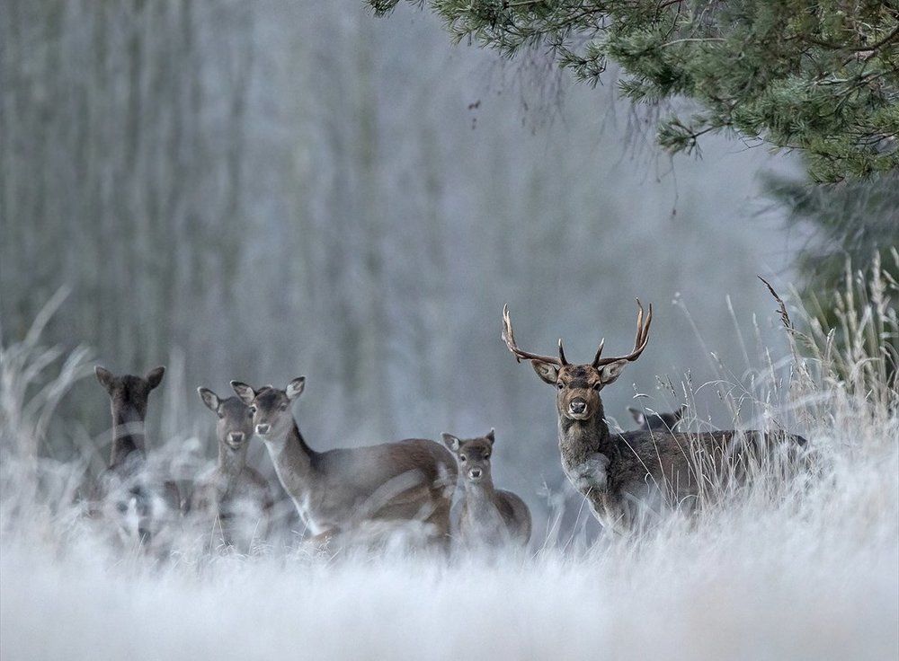 Рождественский лес