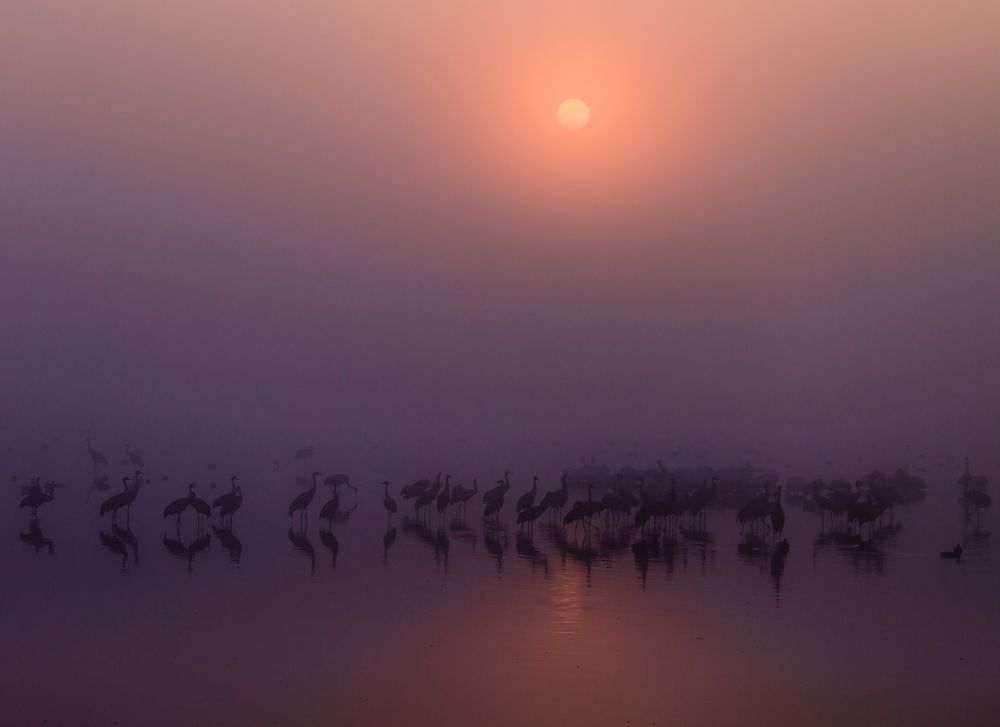 Журавлиное царство