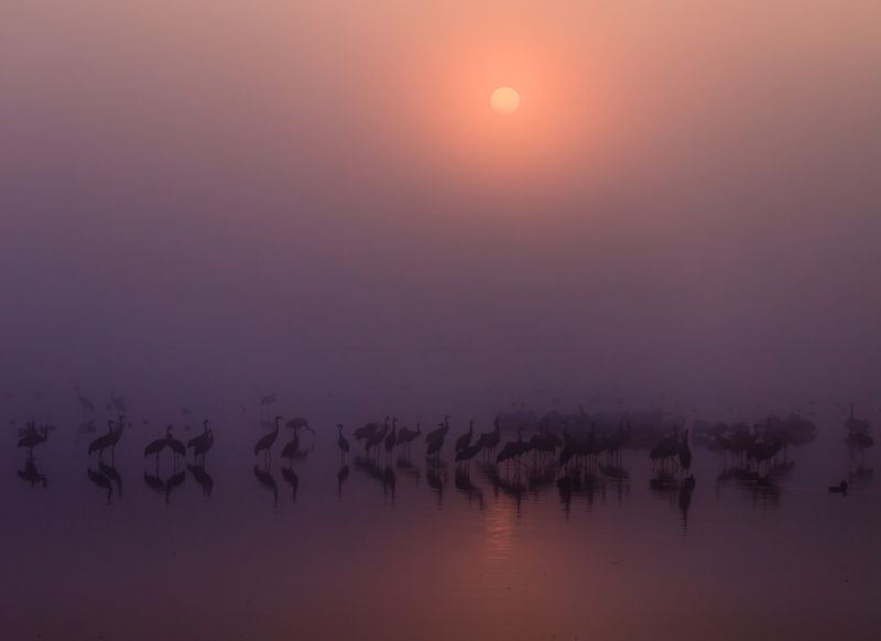 Kramarenko Grigory, Israel