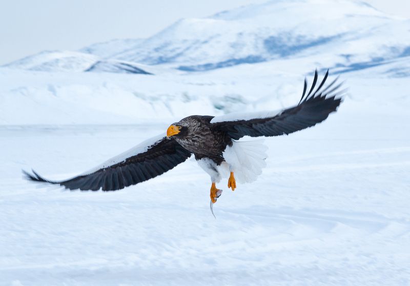 Andrey Zagrebelny, Russia