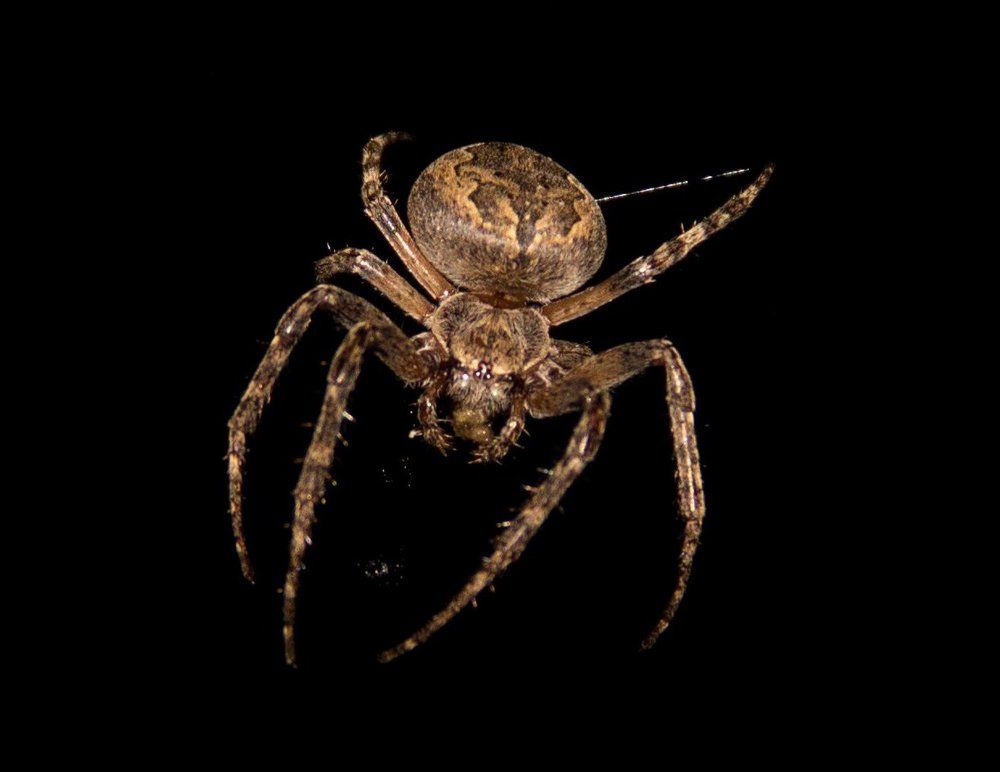 "Вдруг какой-то старичок -Паучок..."