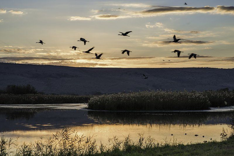 Andrey Zelmanovich, Israel