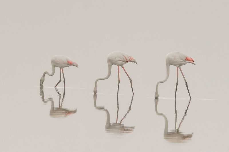 Ella Savitsky, Israel