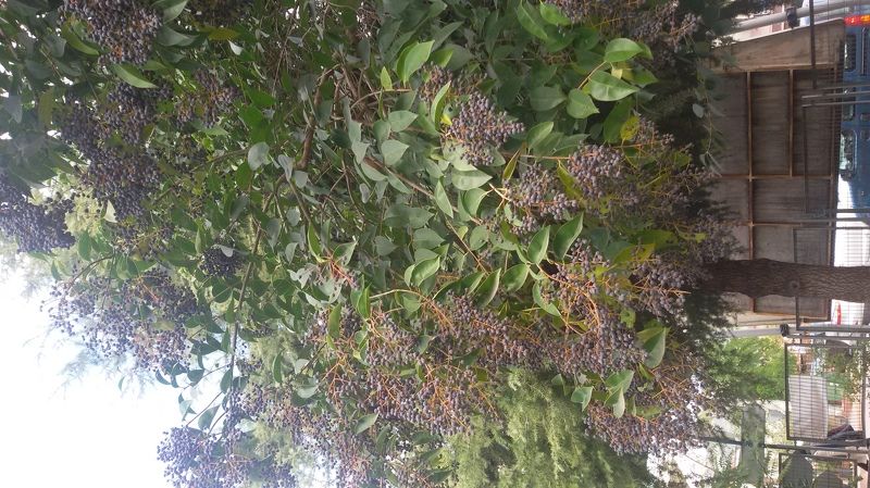 нурсулу, Turkey