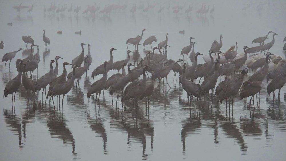 Утро туманное Израиль озеро Хула