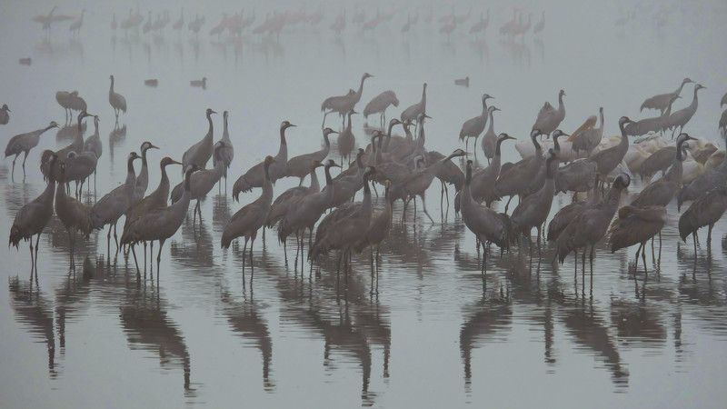 Galina Gershman, Israel