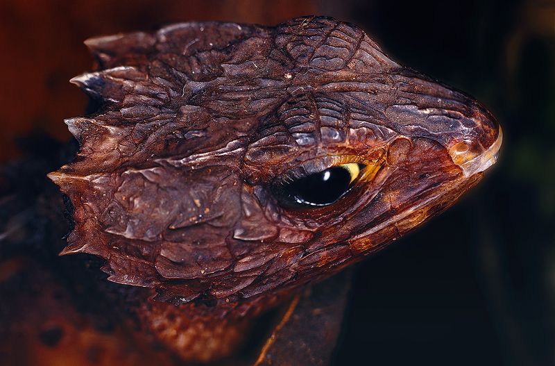 Timerkaev Denis, Russia