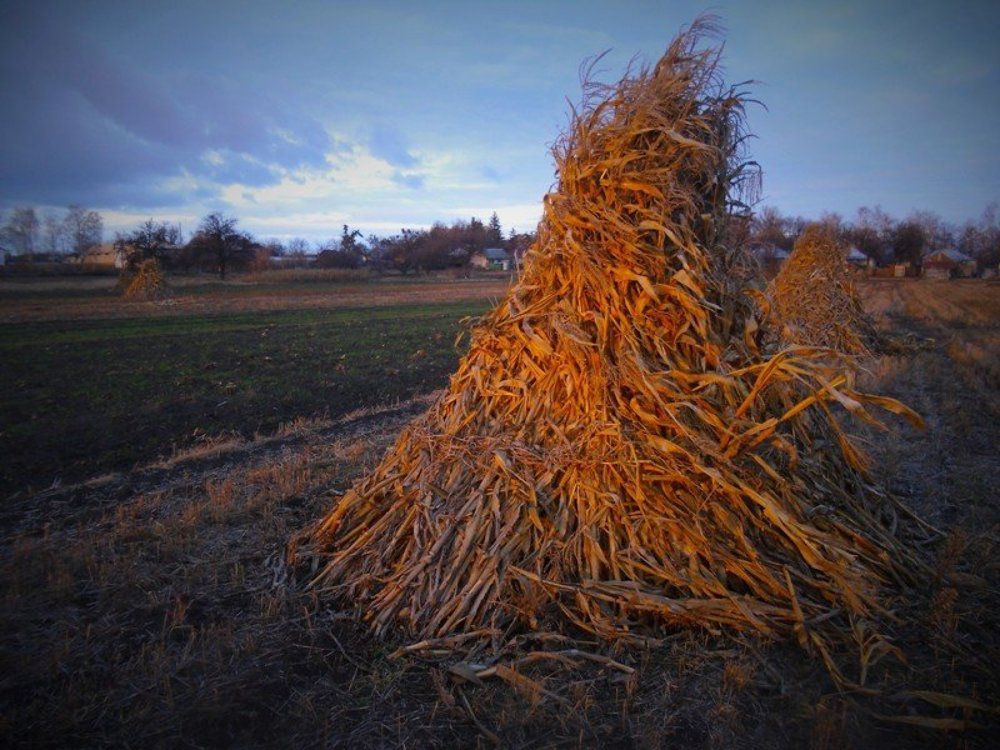 В лучах заходящего солнца.