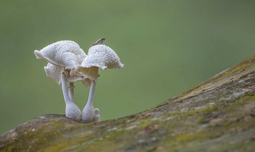 Small Frog in the Mushroom