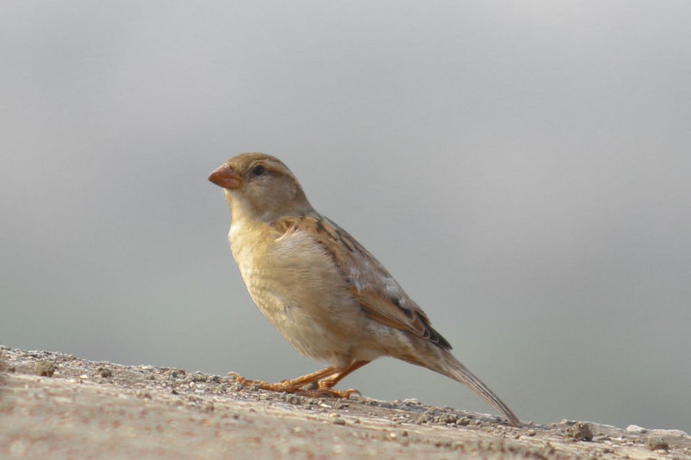 Photograph by Bhavesh Patil