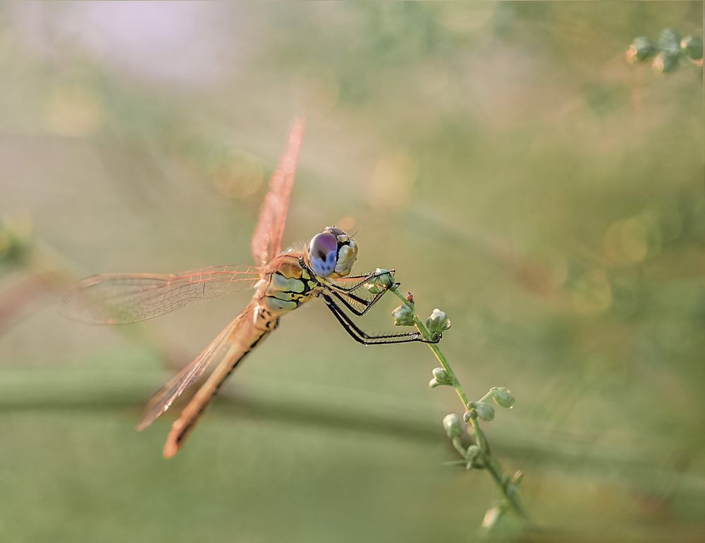 Photograph by Алена Полетаева