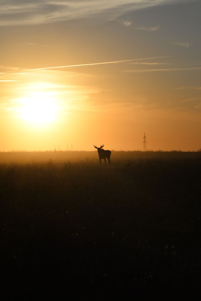 Лось на закате