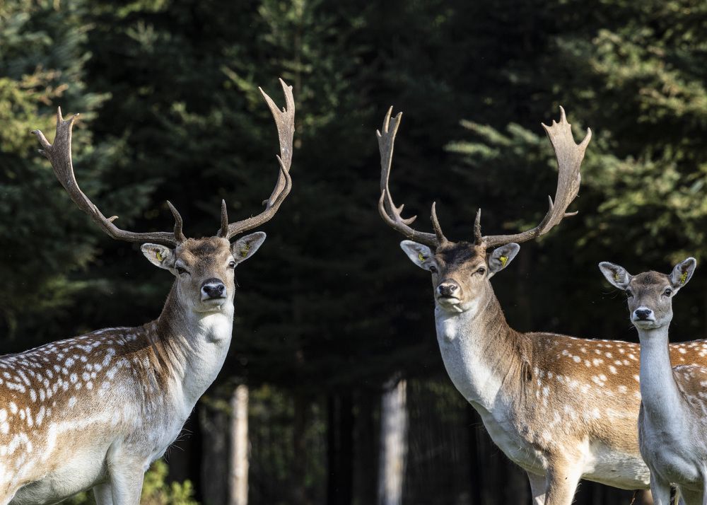 Фотография автора Clement Roy