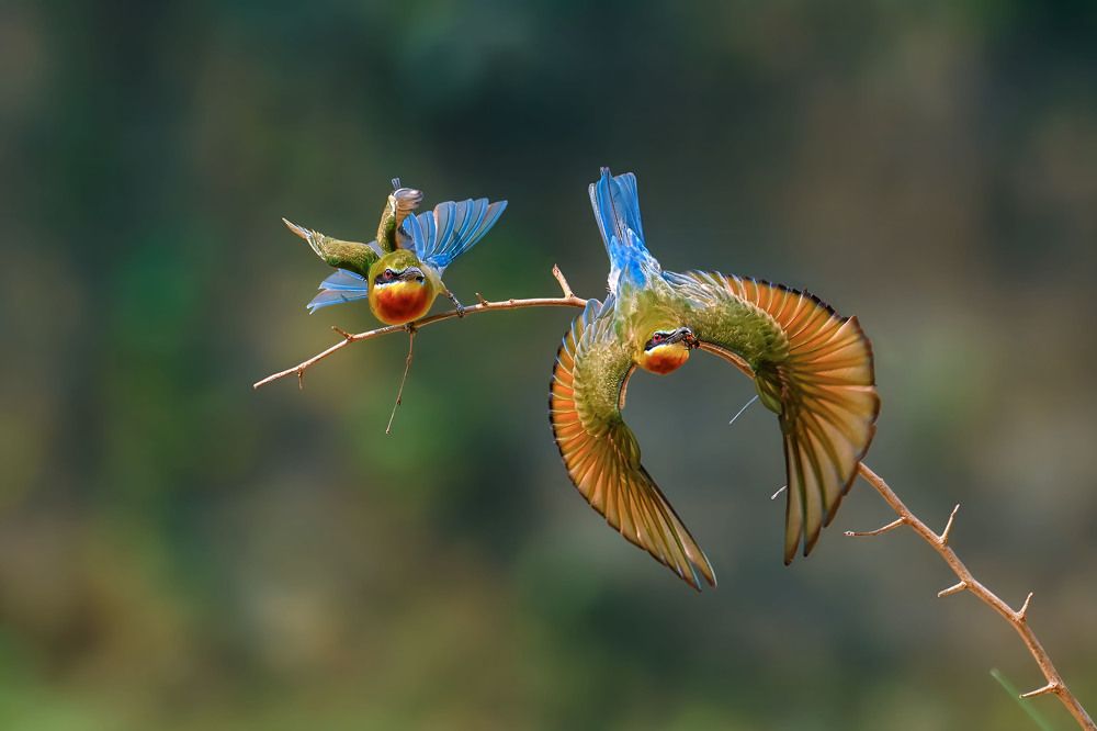 Aerial Acrobatics: Blue-tailed Bee-eaters in Flight