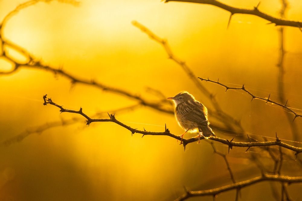 Photograph by Zinda Shaik Mohideen M