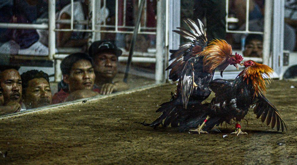 Фотография автора Mishiwa