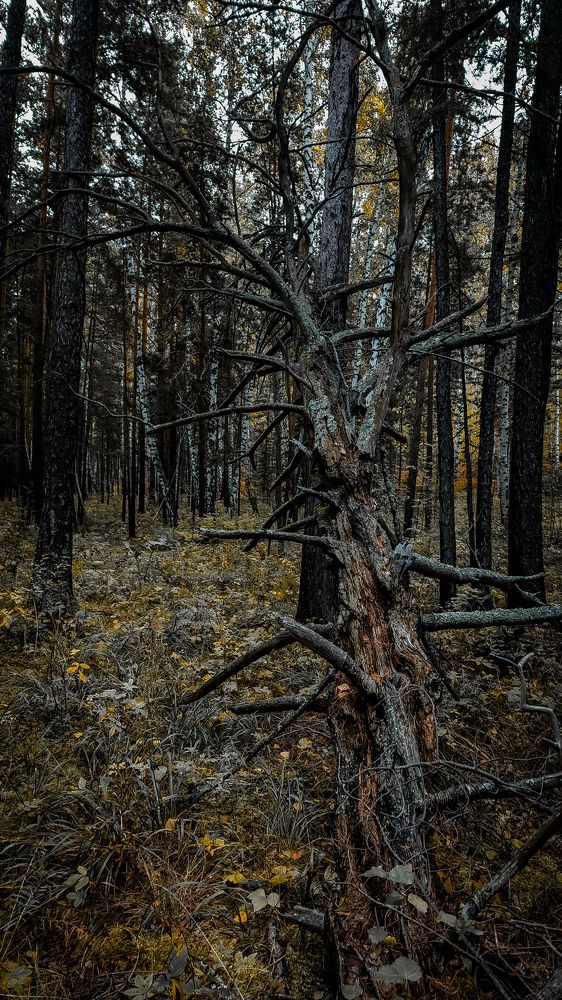 Photograph by Анна Панова