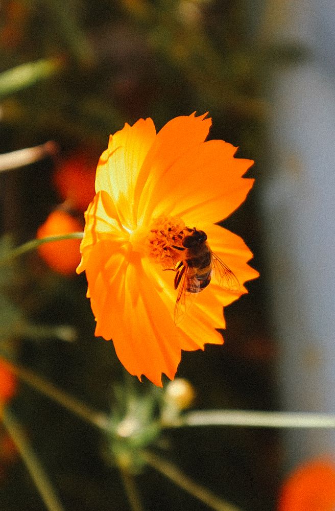 В лучах солнца