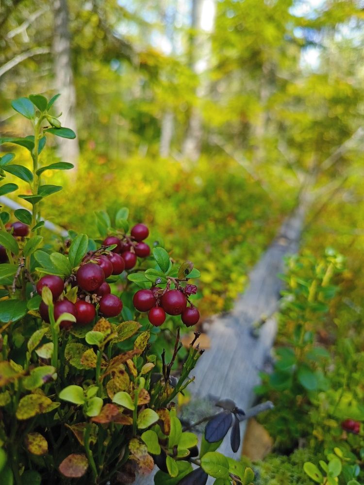 Photograph by Ольга Рубцова