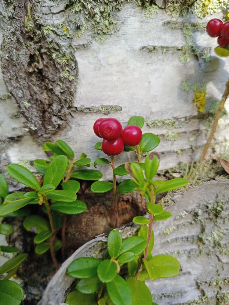 Photograph by Ольга Рубцова