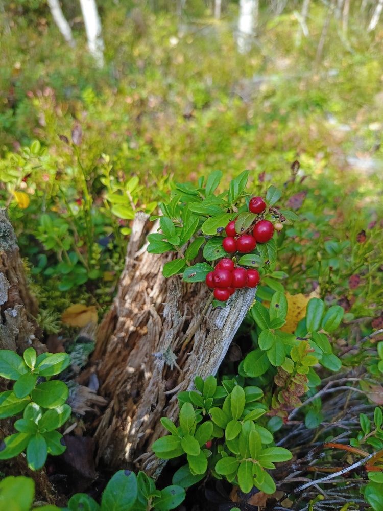 Photograph by Ольга Рубцова