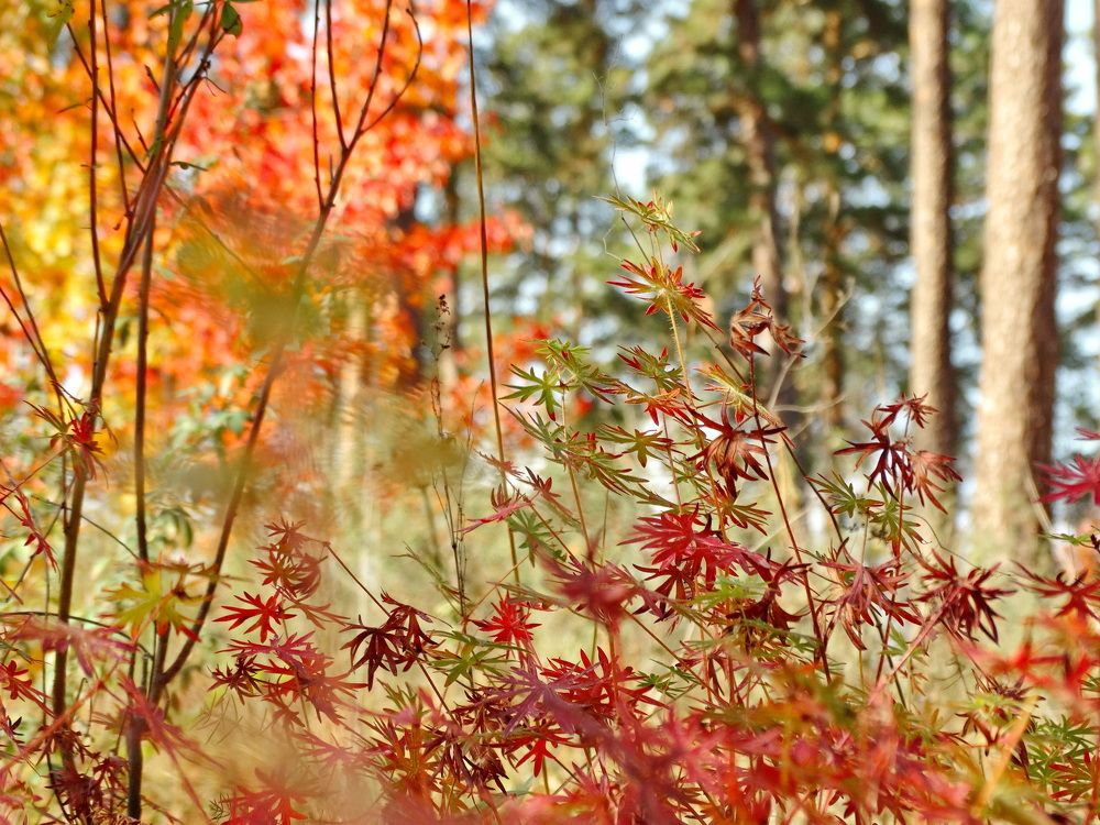 Фотография автора Юрий Звонарев
