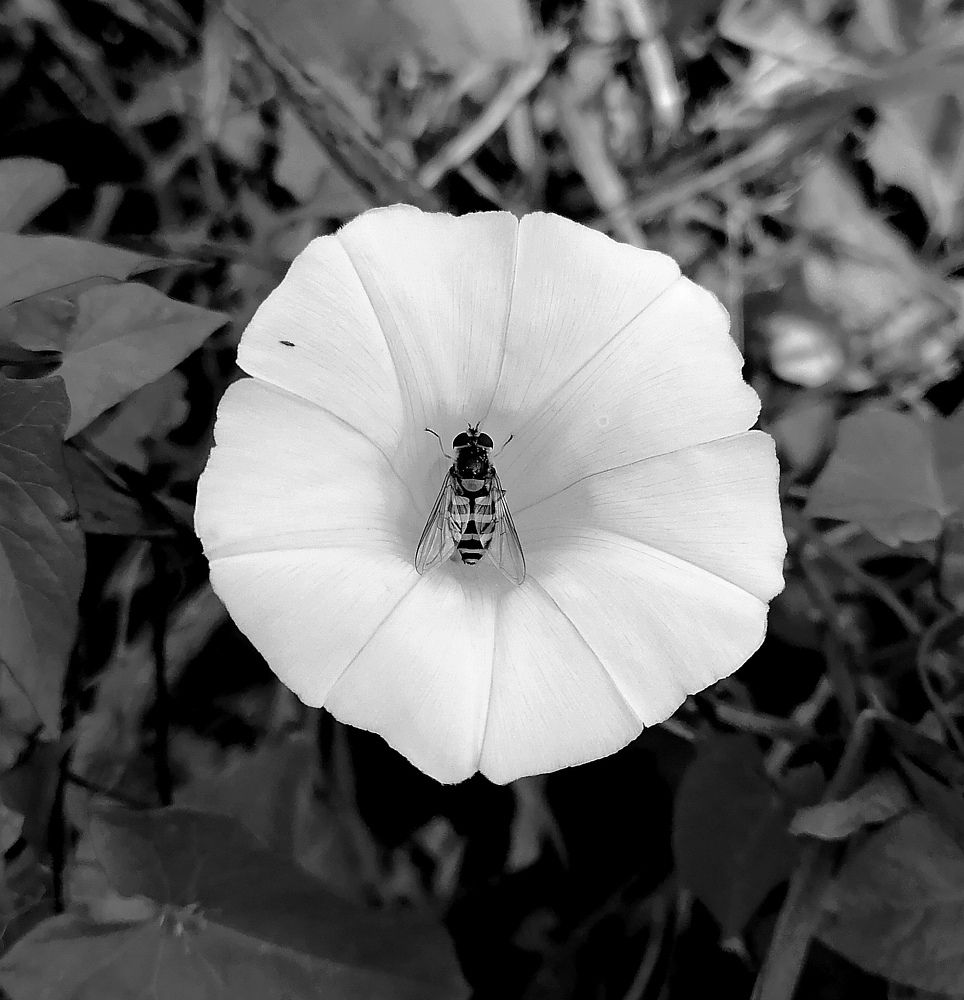 Photograph by Елена Казакова