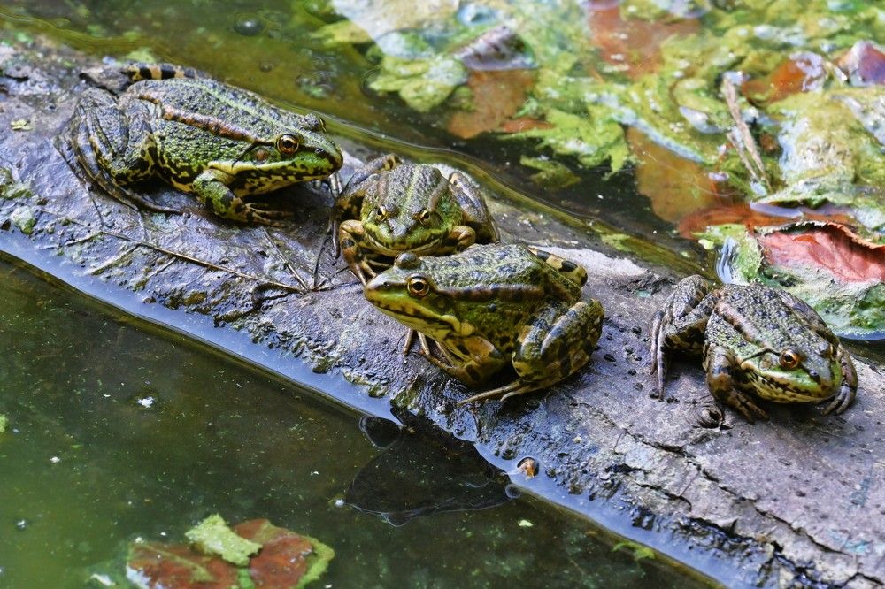 Фотография автора IRINA FILIPPOVA