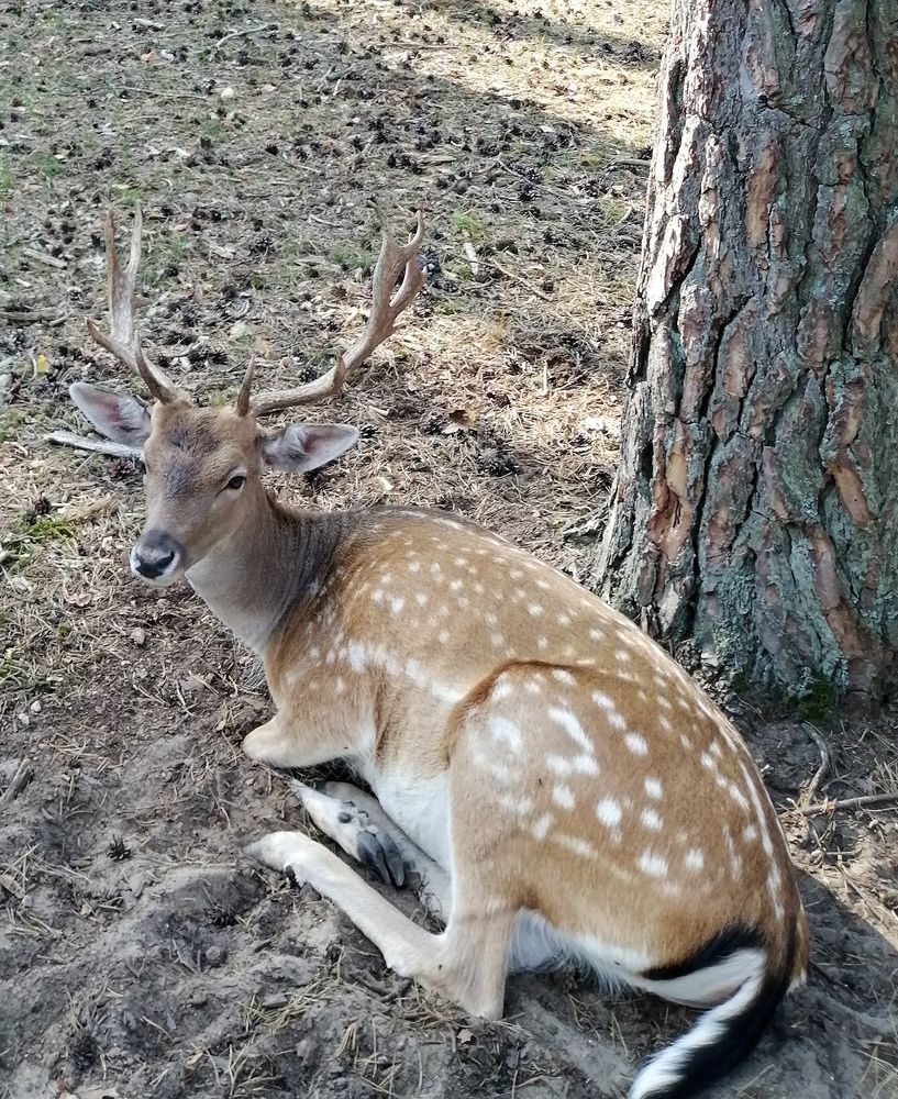 Пятнистый олень. Беловежская пуща.