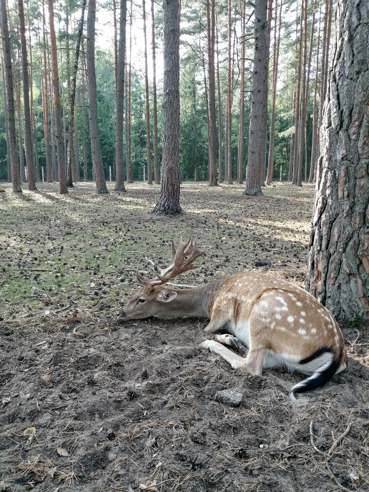 Пятнистый олень в Беловежской пуще.