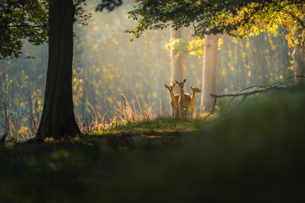 Forest Encounter in the Morning Light